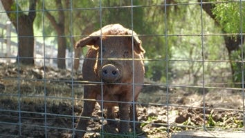 Meet the Pig Formerly Known as Ugly Betty, the True Star of 'The Biggest Little Farm' (Exclusive Clip)