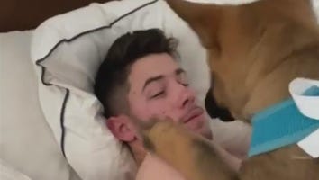 Priyanka Chopra Surprising Nick Jonas With a Puppy Is the Cutest Thing