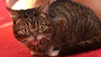 Lil Bub, Instagram Famous Cat, Dies at Age 8: 'She Was a Constant Source of Warmth and Love'