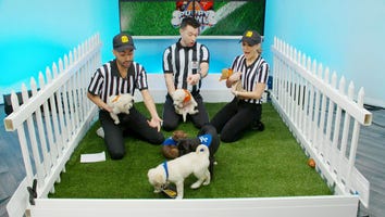 Meet the Adorable Pups Playing in This Year's Puppy Bowl!