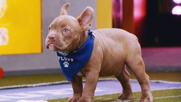 2020 Puppy Bowl: Meet the RUFF Competitors (Exclusive)