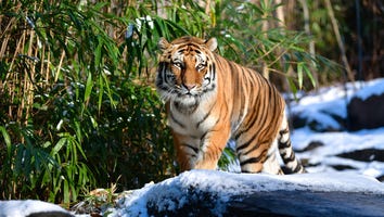 Tiger Tests Positive for Coronavirus at New York City Zoo, First Case of Its Kind in the US