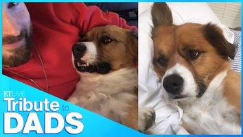 Chris Evans, Alex Rodriguez and More Dog Dads of Hollywood | Tribute to Dads
