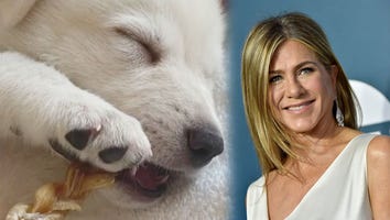 Jennifer Aniston Introduces New Rescue Puppy Chesterfield 