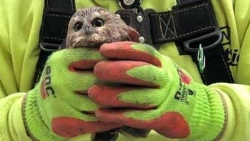 Tiny Owl Rescued From Rockefeller Center Christmas Tree After 3 Days Without Food or Water