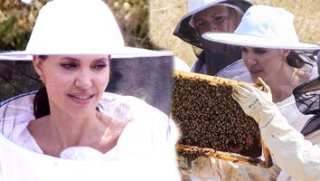 Angelina Jolie Demonstrates the Art of Beekeeping: Watch