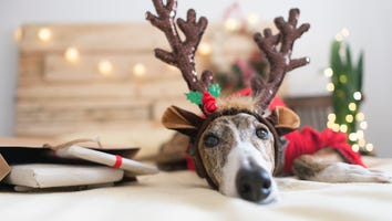 16 Paw-some Gifts for Dogs Because ‘Tis the Season to Spoil Your Four-Legged Friend