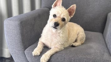 We Tried Embark's Dog DNA Test: Here's Everything You Need to Know About the Process