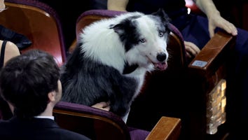 'Anatomy of a Fall' Dog Messi Is a True Star at the 2024 Oscars