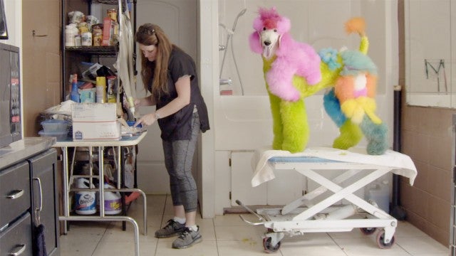 Inside the Strange and Wonderful World of Creative Dog Grooming (Exclusive Clip)
