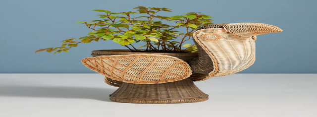 Woven Toucan Pot