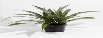 Lively Root White Stripe Dragon Tree (Dracaena)