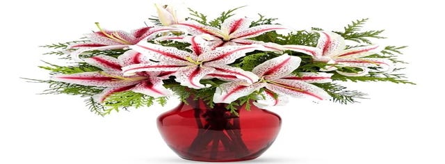 FromYouFlowers Peppermint Striped Stargazer Lilies
