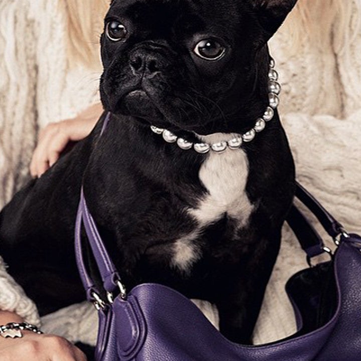 Lady Gaga's Dog Is Now a Model: See the Adorable Pic!
