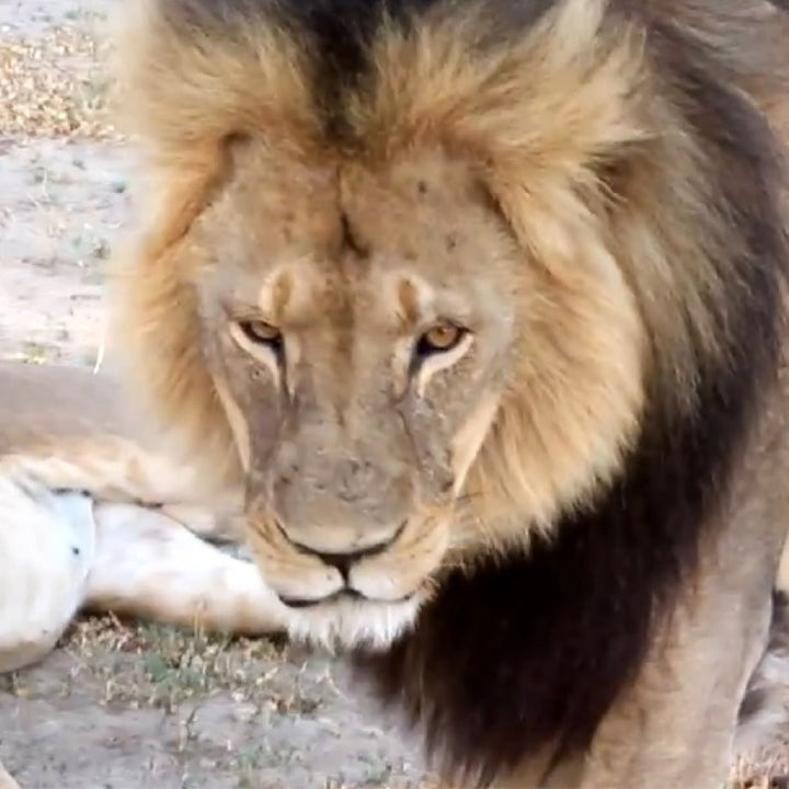Betty White and Bob Barker Call for Cecil the Lion's Killer to Be Punished