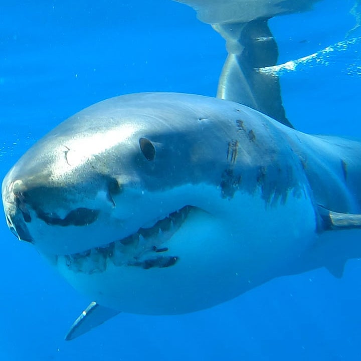 SharkFest: How to Watch the Annual NatGeo Event on Disney+ and Hulu