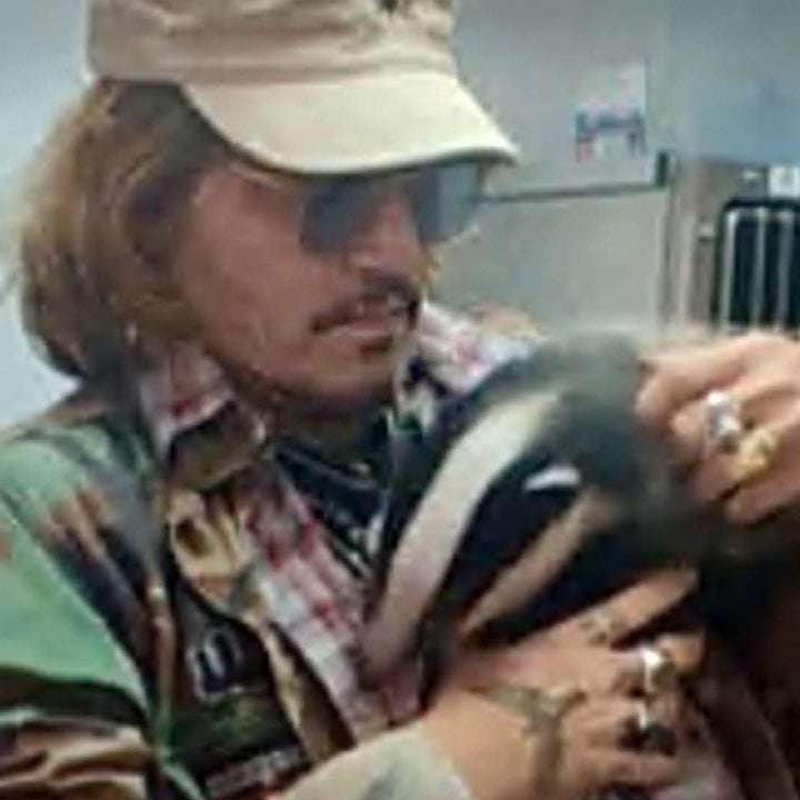 Johnny Depp Visits Wildlife Rescue and Cuddles a Badger After Defamation Trial Win 
