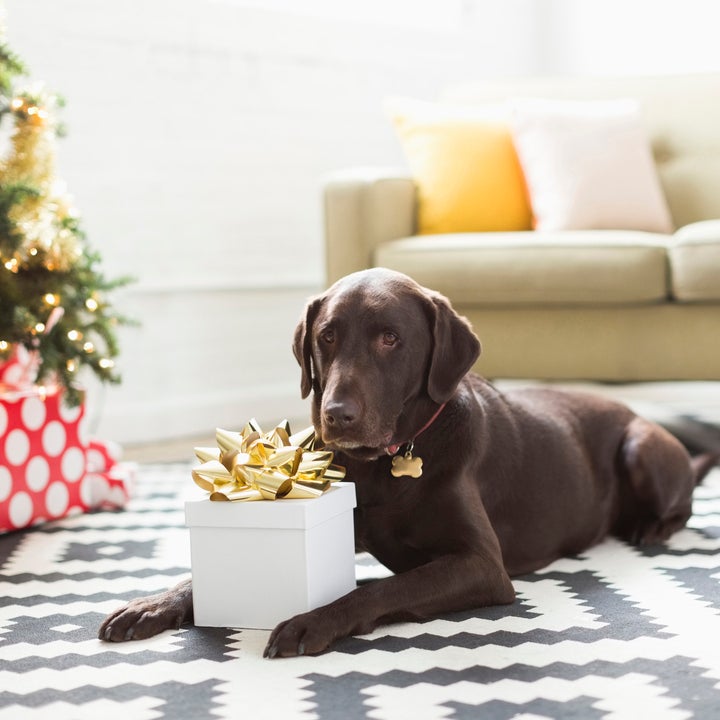 32 Thoughtful Holiday Gifts for Pet Parents and Their Furry Friends