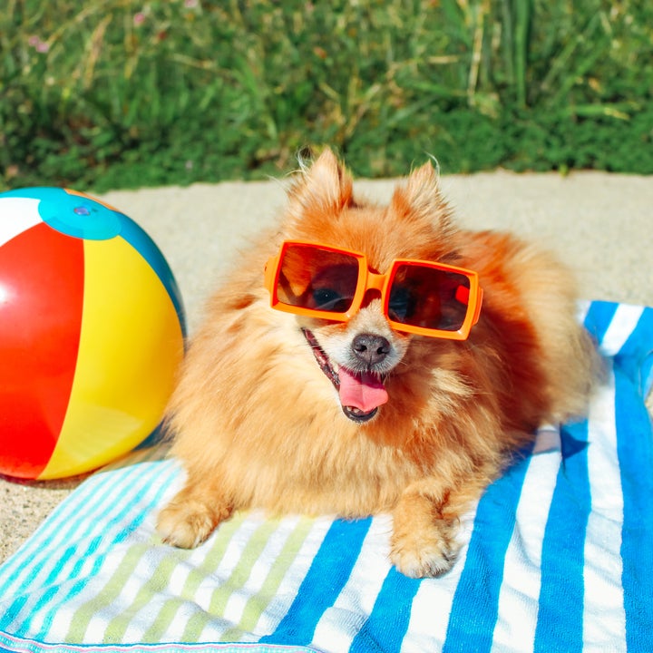 How to Keep Your Pets Cool on Hot Summer Days: 12 Best Products to Beat the Heat