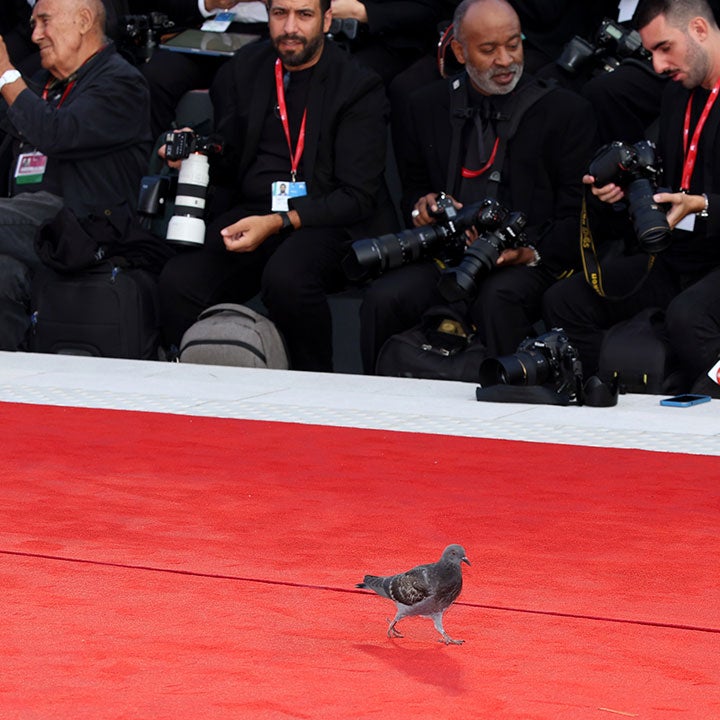 See a Pigeon Walk the Red Carpet at the 2023 Venice Film Festival