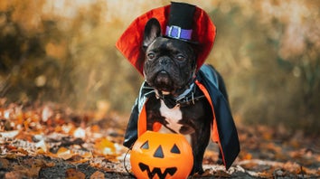 Dog Halloween Costumes 2022