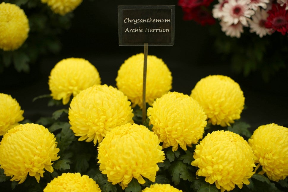 Chrysanthemum Archie Harrison
