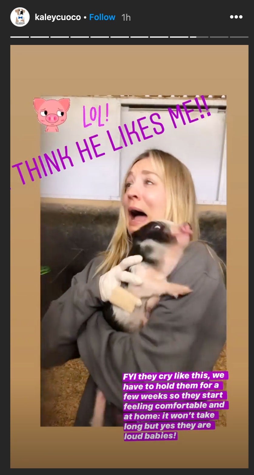 kaley cuoco with piglet