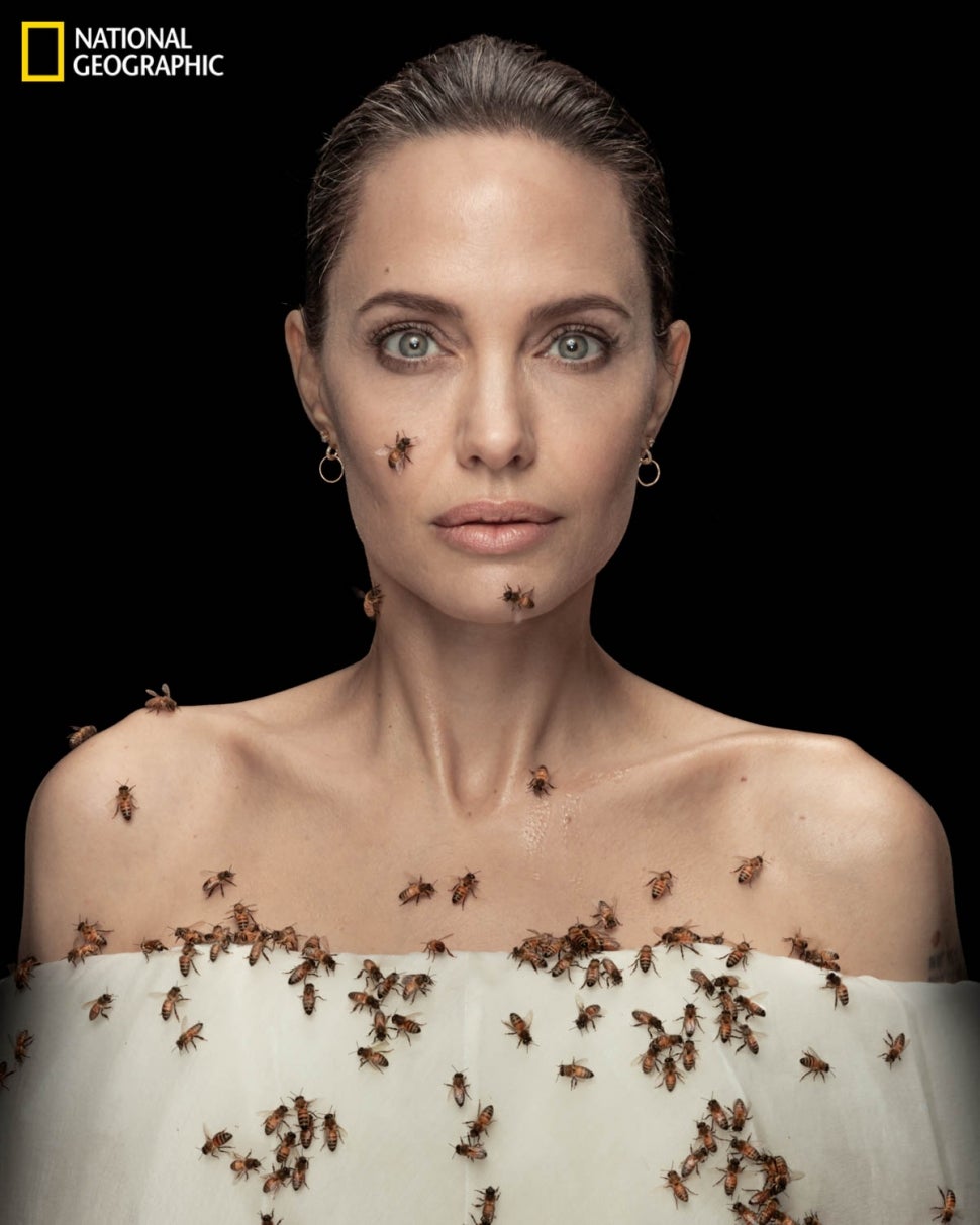 Angelina Jolie Bees