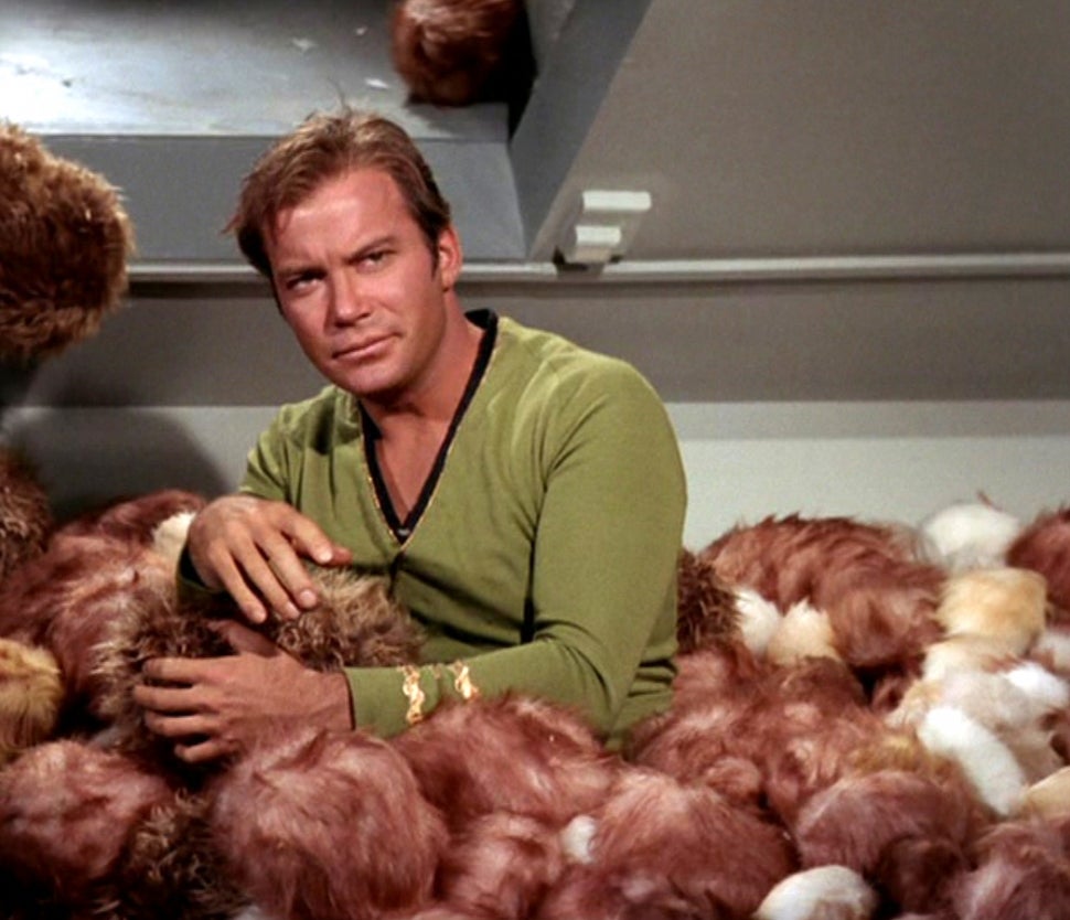 William Shatner surrounded by tribbles in 'Star Trek.'