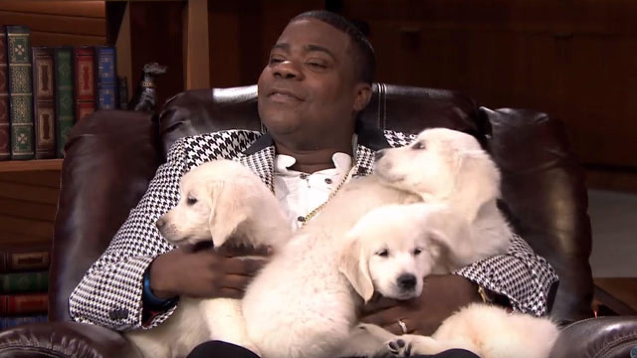 Tracy Morgan And Jimmy Fallon Get Covered In Adorable Puppies On The Tonight Show Entertainment Tonight