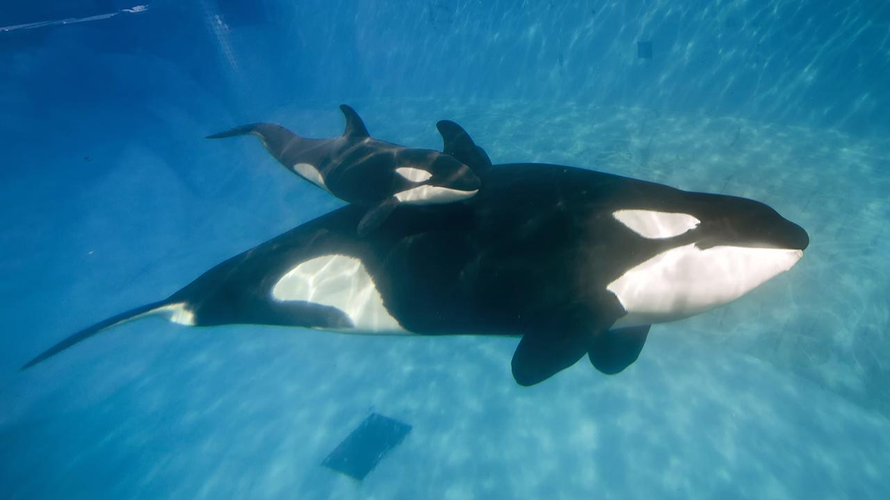 SeaWorld Announces an End to Orca Captivity -- But There's a Catch