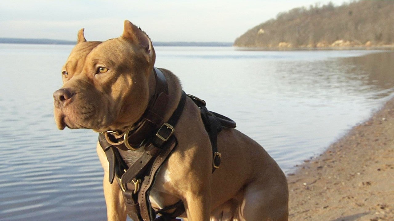 Meet Brad Pitt’s Dog From ‘Once Upon a Time in Hollywood