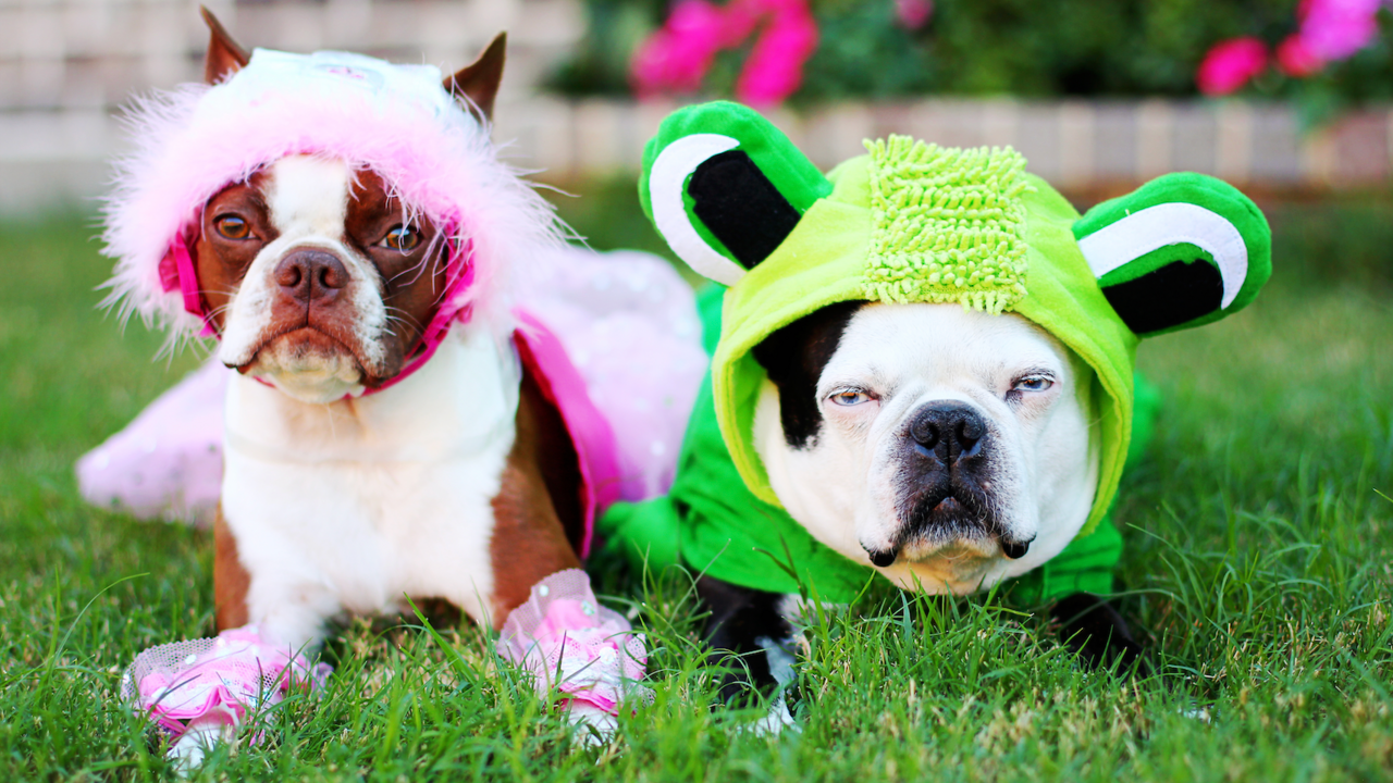 The Cutest, Funniest Halloween Costumes for Dogs in 2022