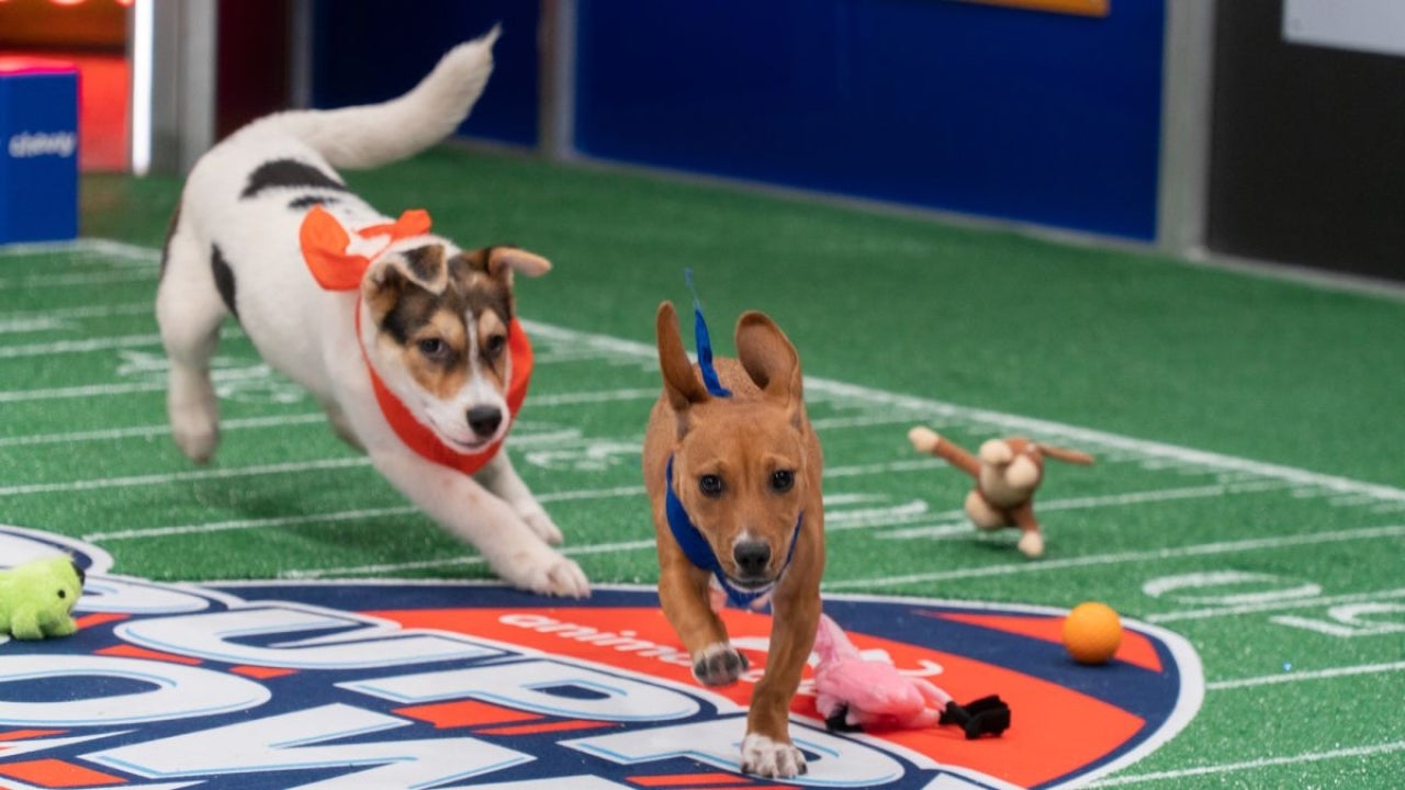 How to Watch the 2023 Puppy Bowl Online Without Cable — Kickoff Time,  Streaming and More | Entertainment Tonight