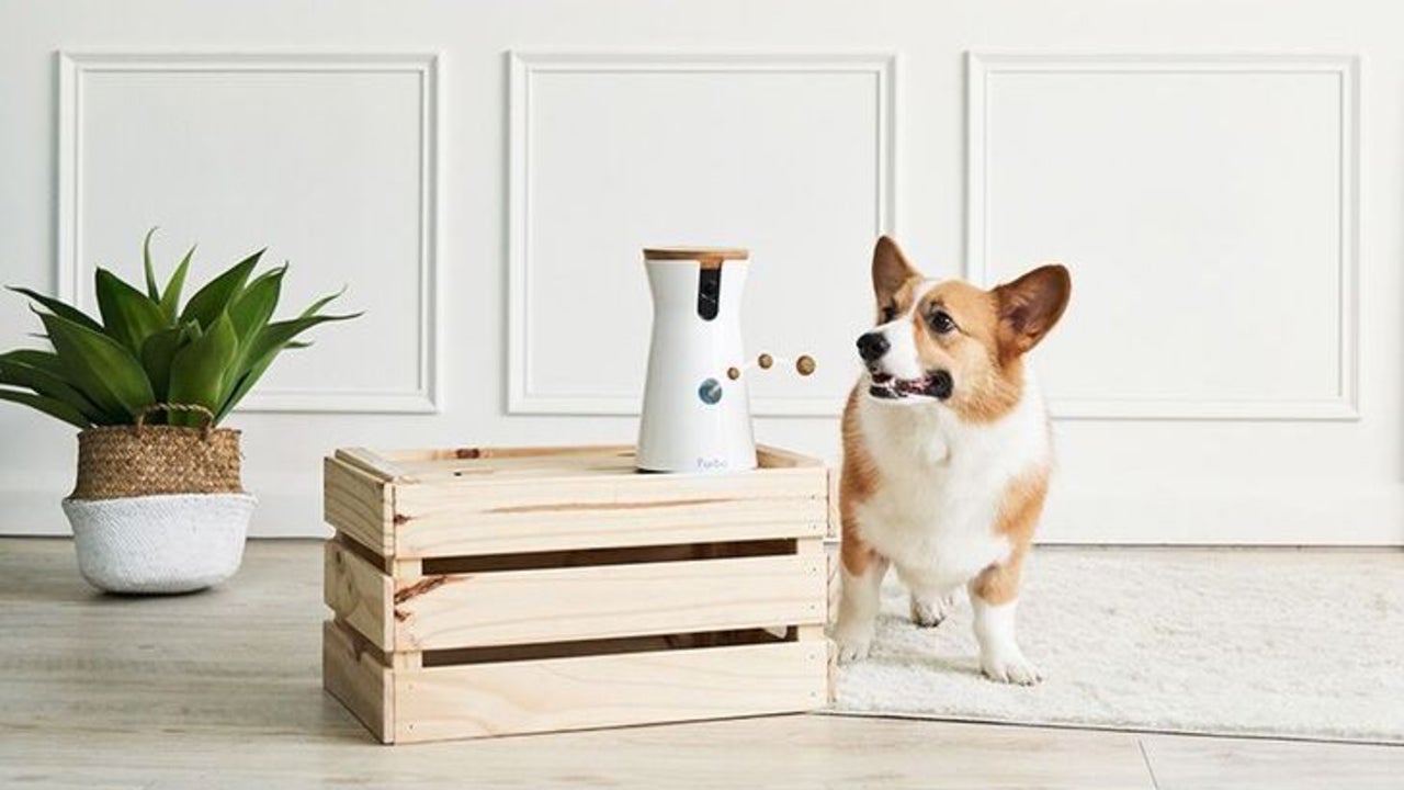 Furbo Dog Cameras Are On Sale and Cheaper Than They Were on Prime Day — Get $65 Off - Vimarsana News
