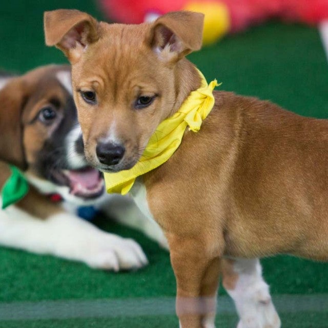 Puppy Bowl XIV Contenders