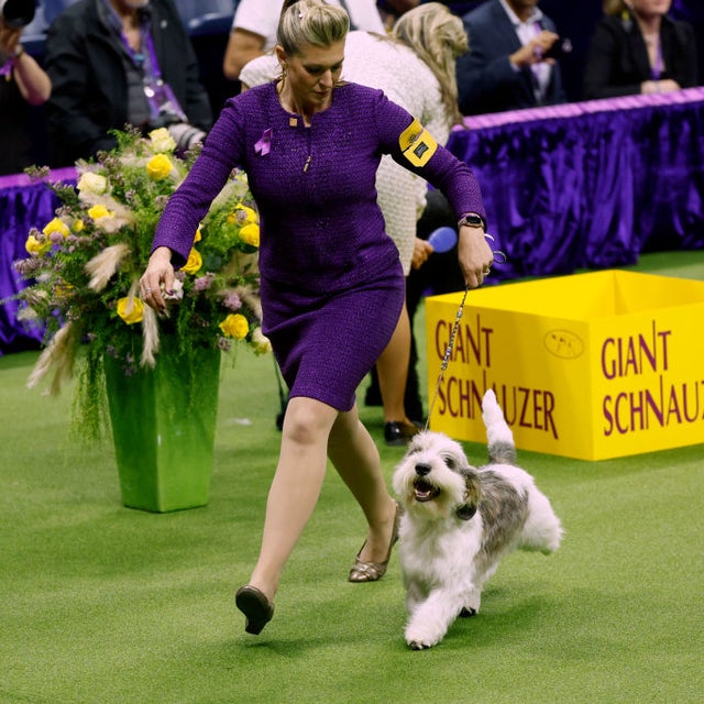 Westminster Dog Show Articles, Videos, Photos and More