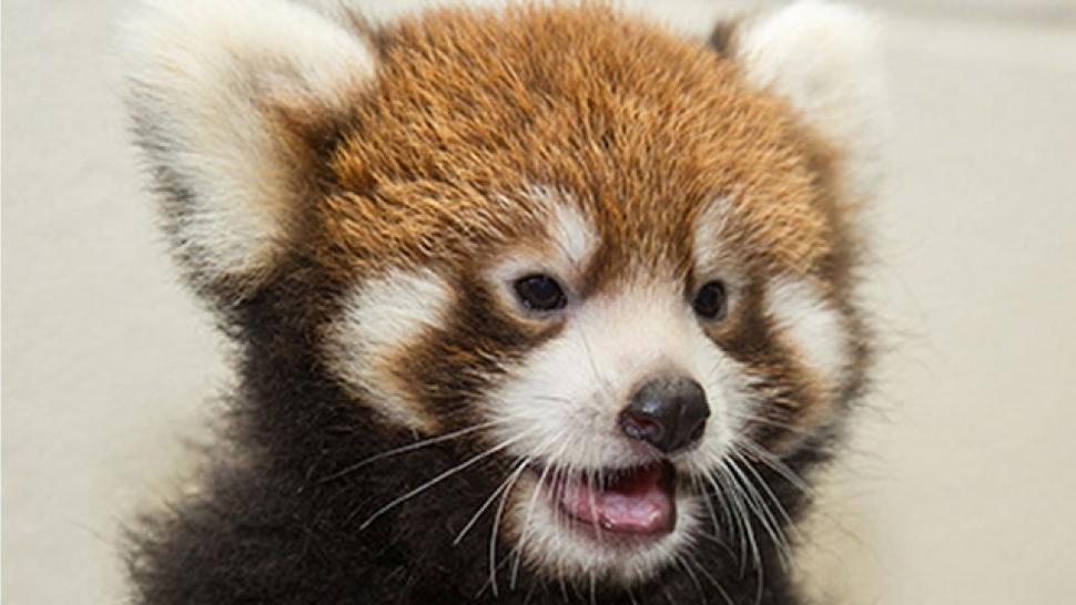 This Red Panda Cub Is The Cutest Thing You Ll See Today Entertainment Tonight