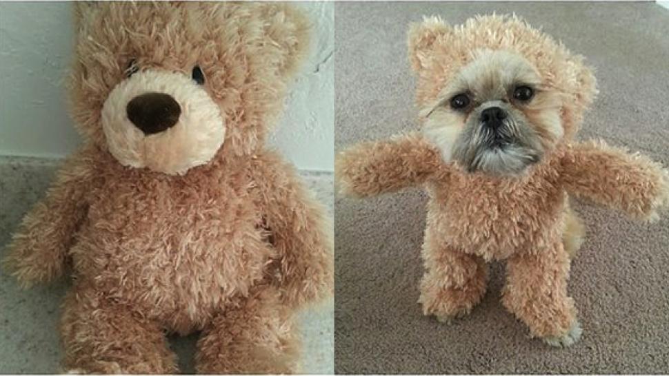 real teddy bear dog
