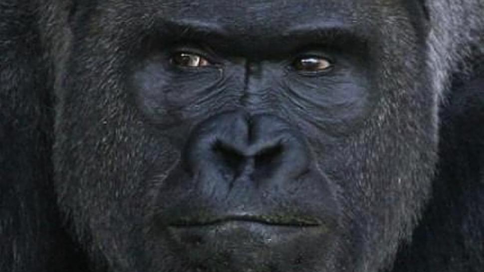This Is Apparently the World's Most Handsome Gorilla (and 