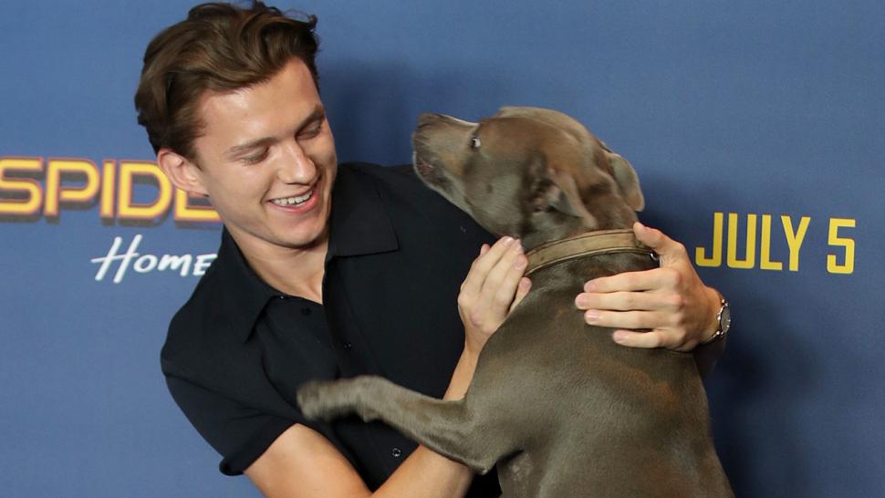 Tom Holland's Adorable Dog Steals the Show at 'Spider-Man: Homecoming'  Photo Call in London | Entertainment Tonight