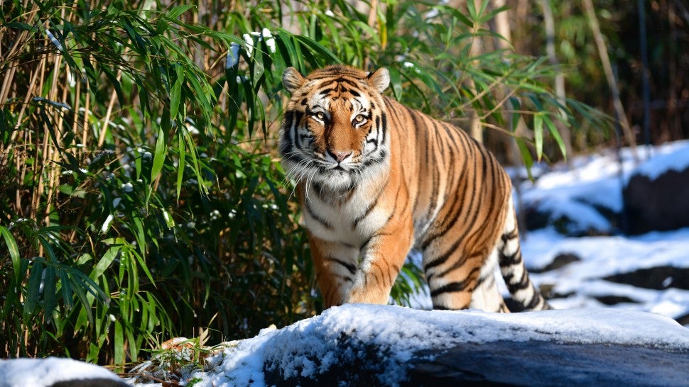 An Amur tiger at the Bronx Zoo