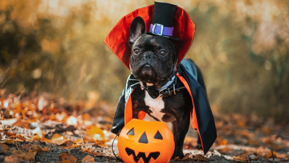 The Best Dog Halloween Costumes in 2022 to Put a Spell on Everyone: Hocus Pocus, Baby Yoda and ...