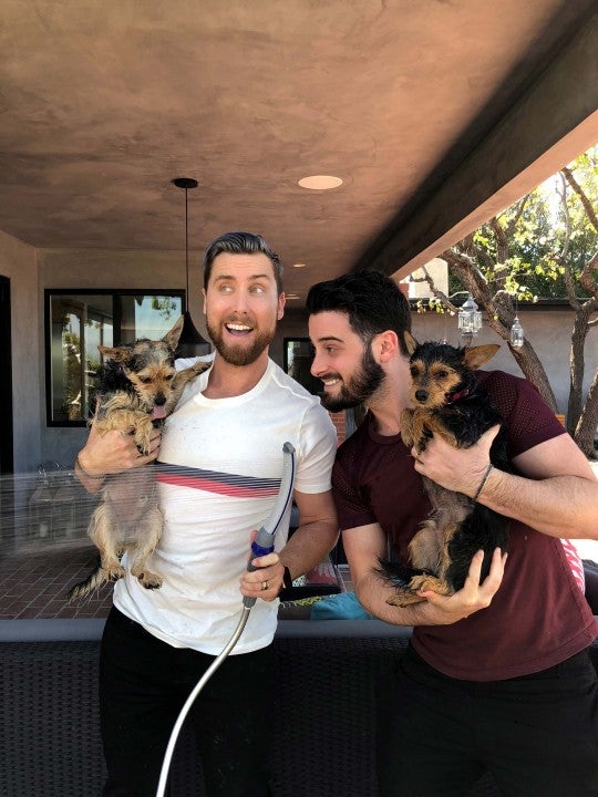 Lance Bass and Michael Turchin wash their adorable pups, Chip and Dale.