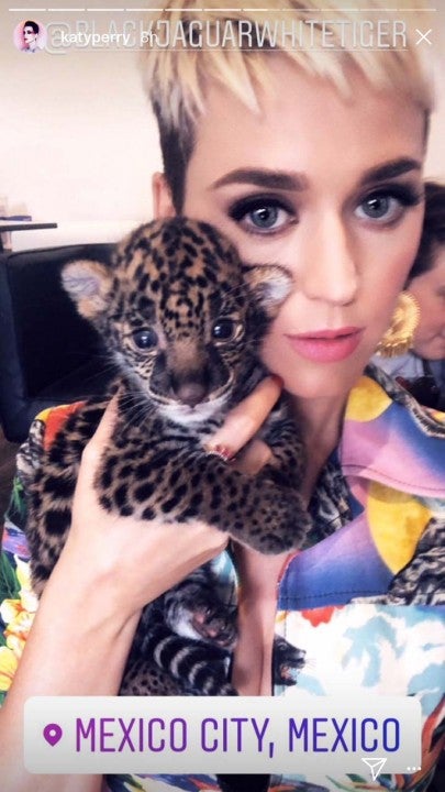 Katy Perry plays with jungle cats in Mexico City on May 3