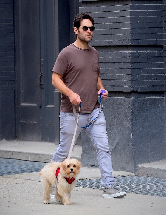 Paul Rudd walks his dog in NYC