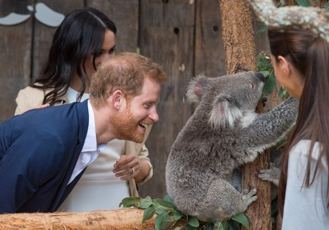 Prince Harry and koala bear