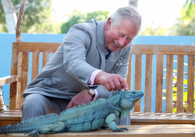 Prince Charles with blue iguana