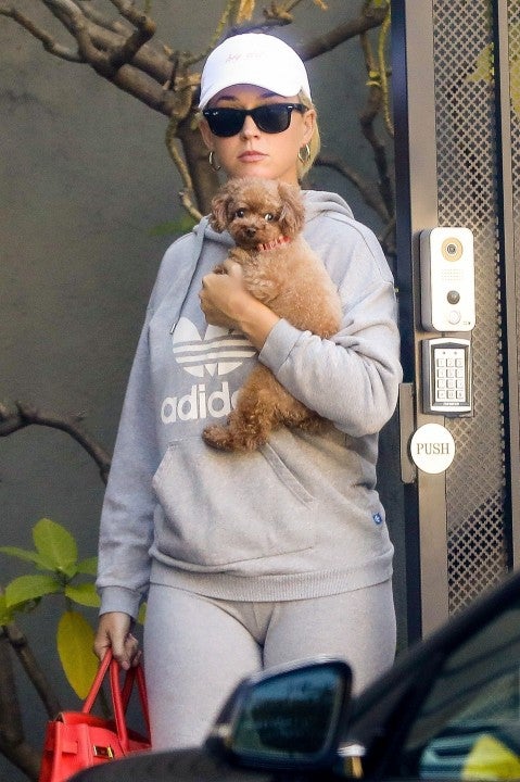 katy perry and dog nugget leave LA office