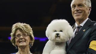 Westminster Dog Show Crowns Adorably Sleepy Dog as 'Best in Show'